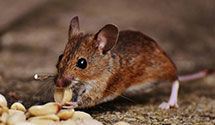24 Hour & Emergency Exterminators in Perkinstown, WI